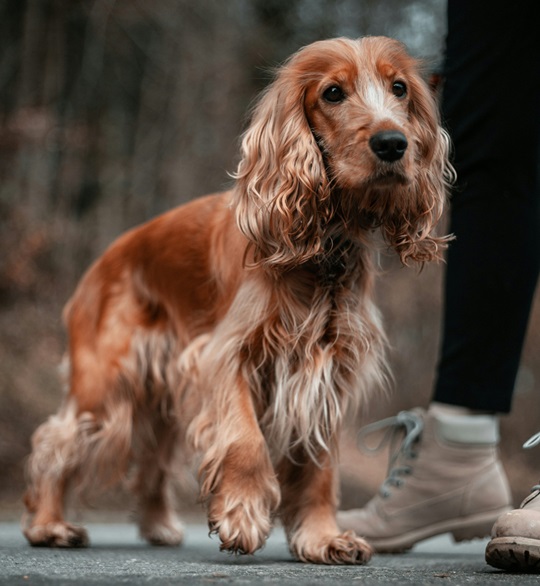 Cocker Spaniel Puppies For sale online in Delhi