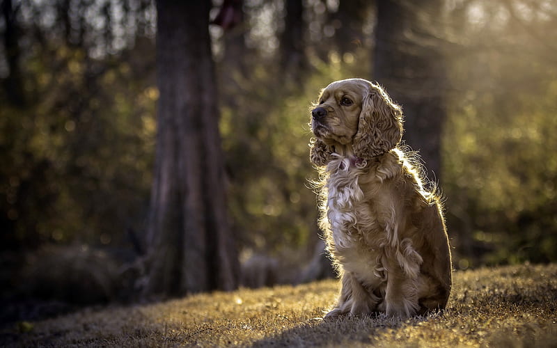 Cocker Spaniel dog for sale in Kolkata