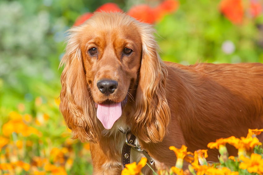 Cocker Spaniel puppy price in Kolkata