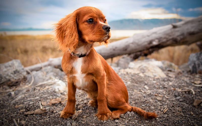 Cocker Spaniel dog kennel in Kolkata