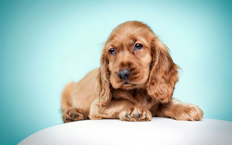 Cocker Spaniel price in Kolkata