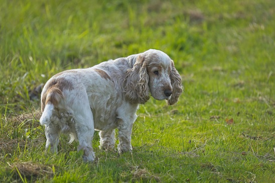 Cocker Spaniel puppy price in Kolkata