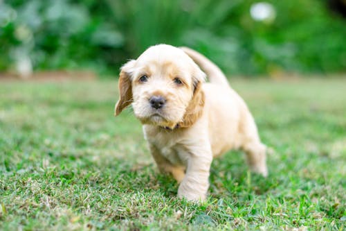 Cocker Spaniel female puppies for sale in Kolkata