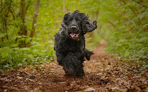 Cocker Spaniel puppies for sale in Kolkata