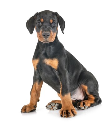 doberman puppy for sale in India