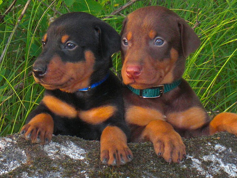doberman puppies for sale in pune