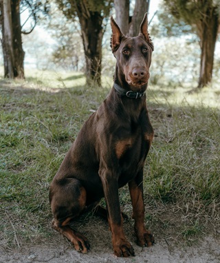 Doberman dog for sale in Chennai