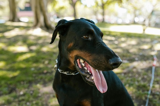 Doberman price in Chennai