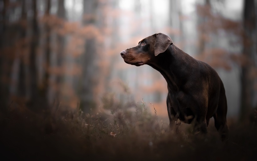 Doberman pet shop in Chennai