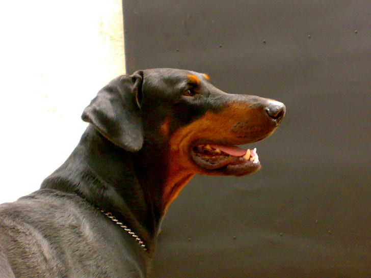 Doberman dog breeder in india