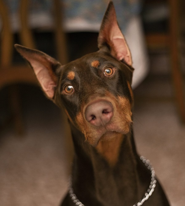 Doberman Puppies For sale online in Delhi