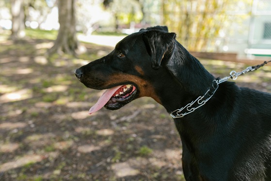 Doberman pet shop in Kolkata