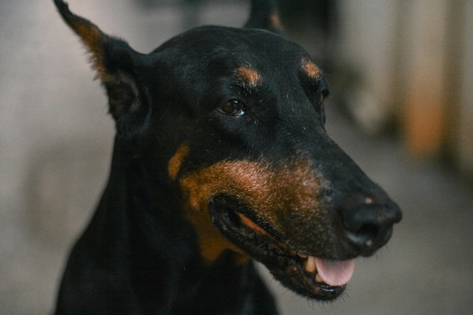 Doberman puppy price in Kolkata