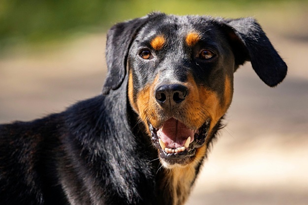 Doberman female puppies for sale in Kolkata