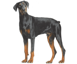 Doberman dog deals buy online