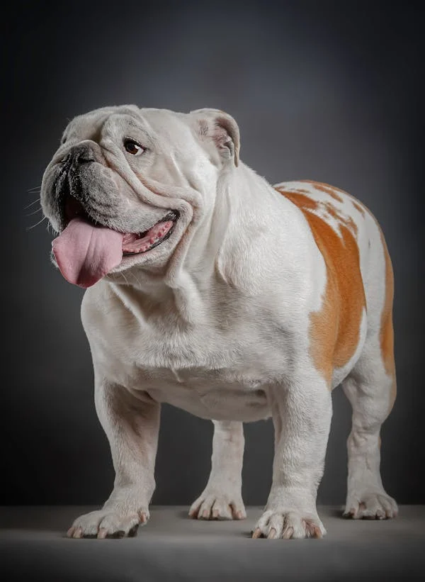 English Bulldog puppy price in Chennai