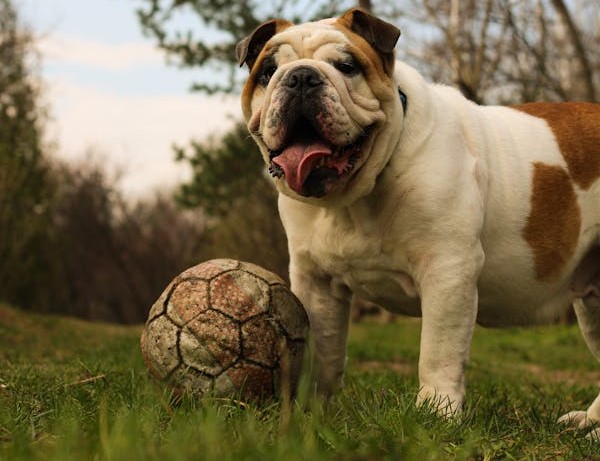 English Bulldog female puppies for sale in Chennai