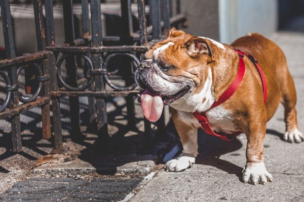 English Bulldog pet shop in Chennai