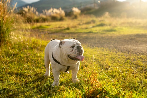 English Bulldog price in Chennai