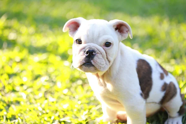 English Bulldog Food and Care Tips