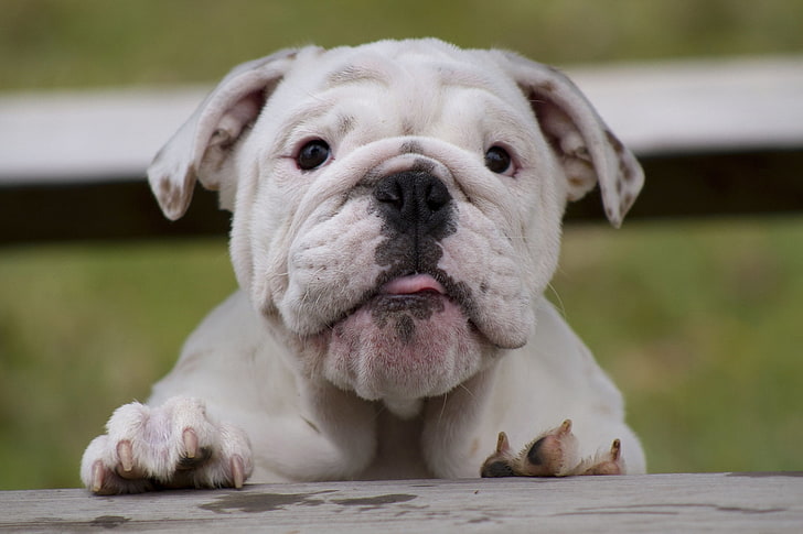 English Bulldog Health Problems & Remedies