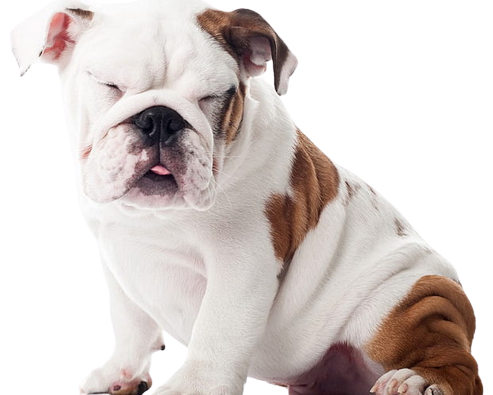 English Bulldog puppies for sale in India