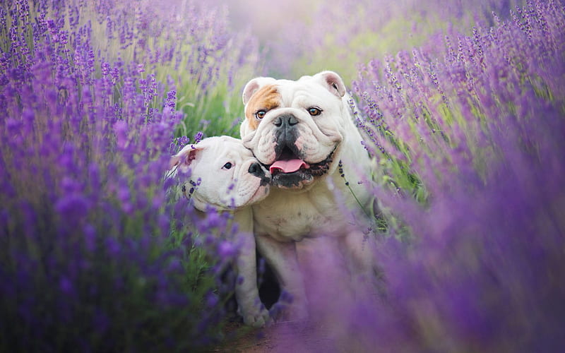 English Bulldog puppy price in Pune