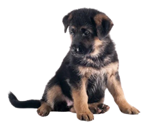 German Shepherd puppies for sale in Chennai