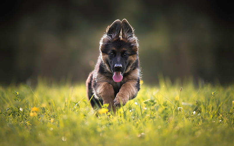 German Shepherd puppies for sale in Mumbai