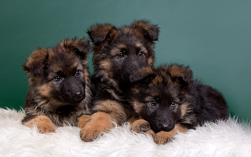 Buy a german 2024 shepherd puppy online