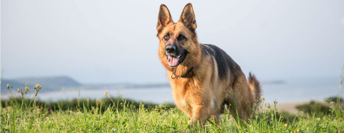 online purchase german shepherd puppies in pune