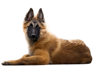 German Shepherd puppies for sale in Ahmedabad