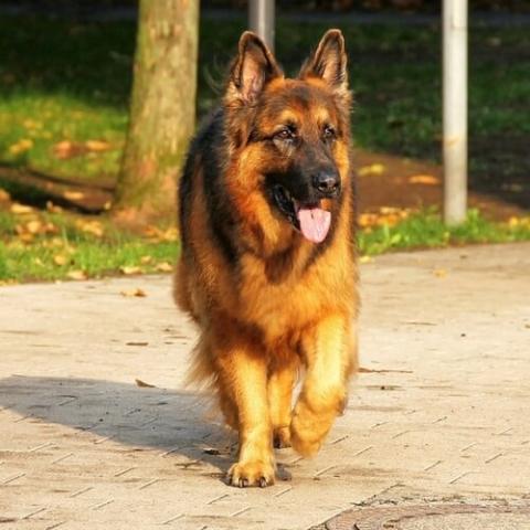 famous german shepherd dog breeder in pune
