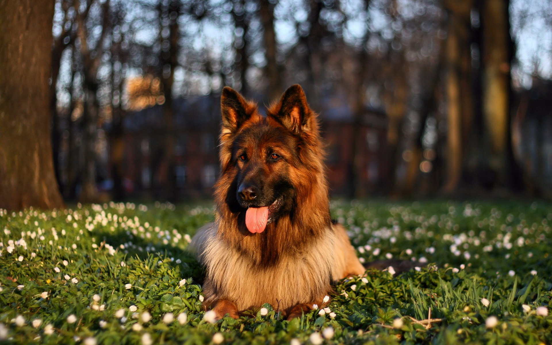 German Shepherd breeder in Ahmedabad