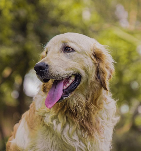 Golden Retriever Puppies For sale online in Delhi