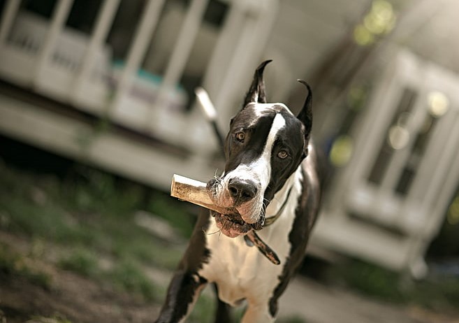 Great Dane dog price in Bangalore