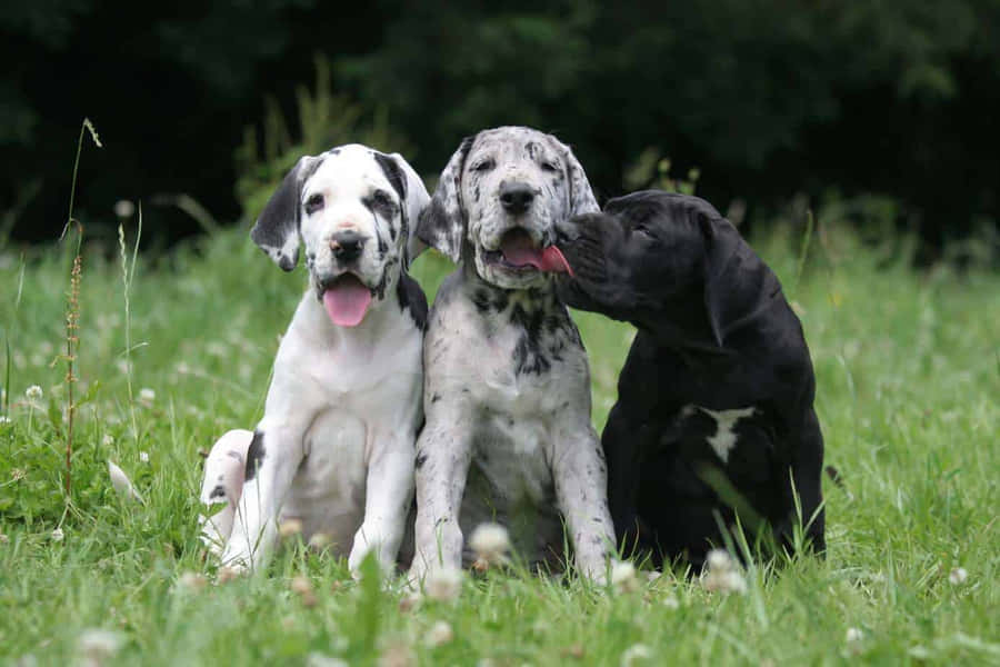 Great Dane female puppies for sale in Chennai