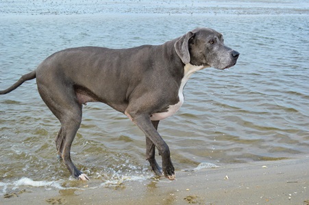 Great Dane puppy price in Chennai