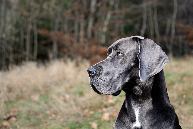 Great Dane dog for sale in Chennai