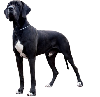 great dane puppy for sale in Ahmedabad