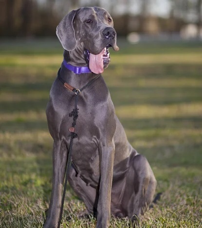 Great Dane Puppies For sale online in Delhi