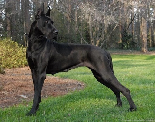 Great Dane male price in Bangalore