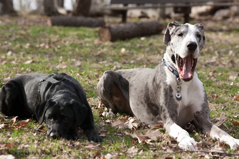 Great Dane female price in Bangalore