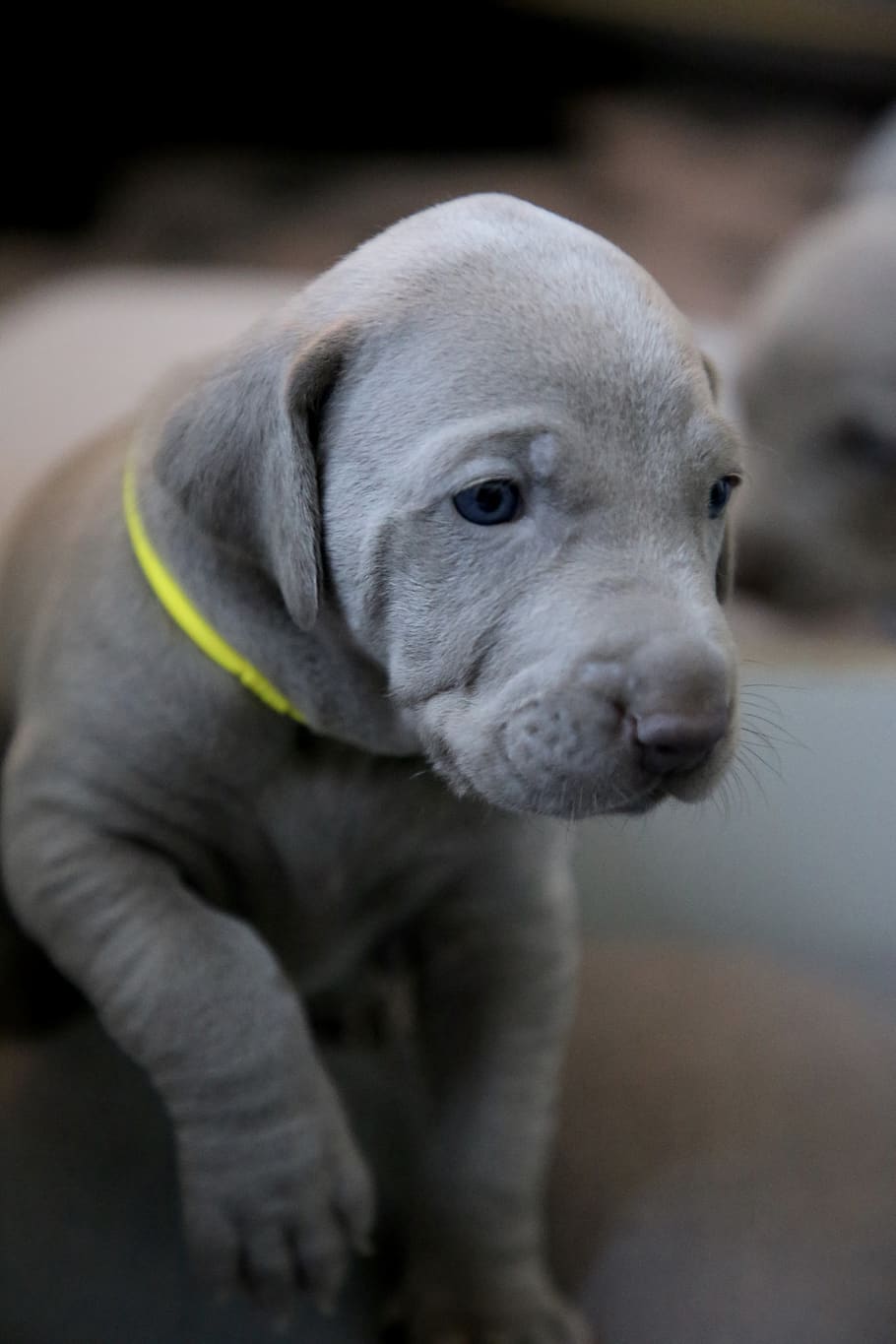 Great Dane puppy price in Bangalore