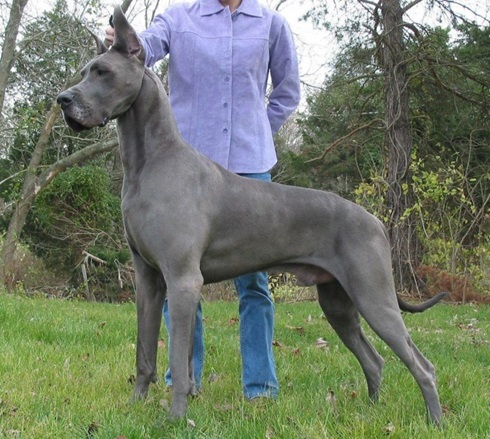 Great Dane dog adoption in india