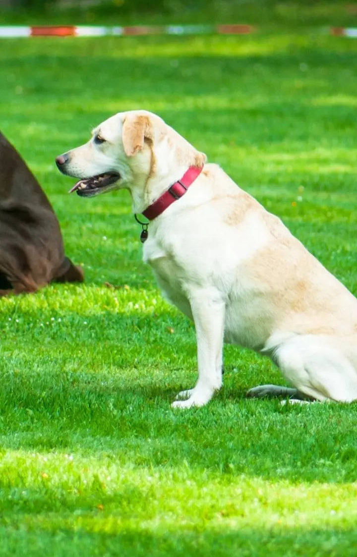 lab puppies for sale near me 