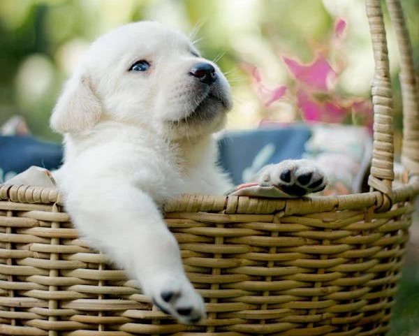 Labrador Retriever female puppies for sale in Chennai