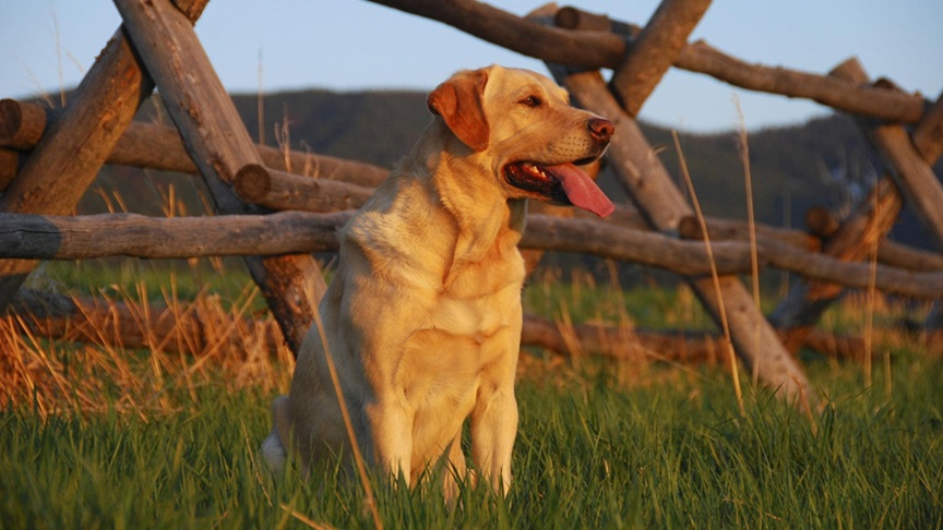 Labrador Retriever price in Chennai