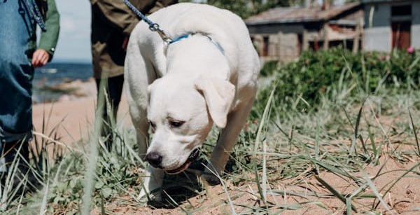 Labrador Retriever dog care in Chennai