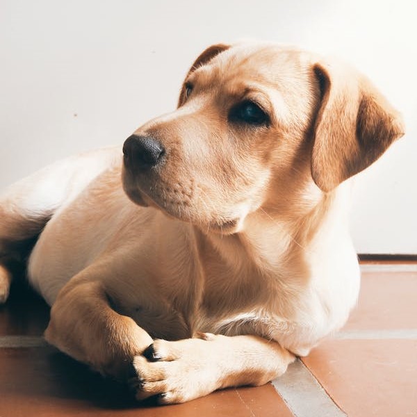 Labrador Retriever pet shop in Chennai